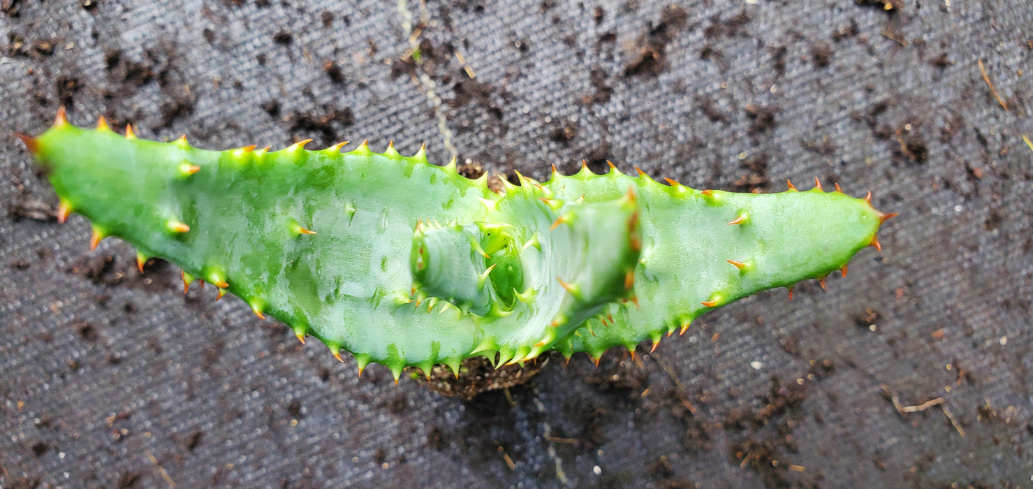 Aloe Spectabilis Mountain Aloe plant