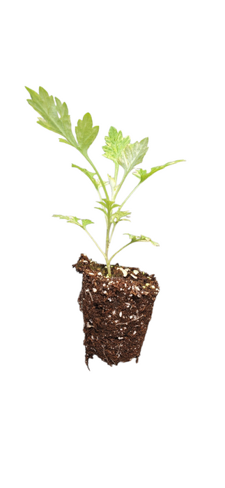 Artemisia oriental Limelight