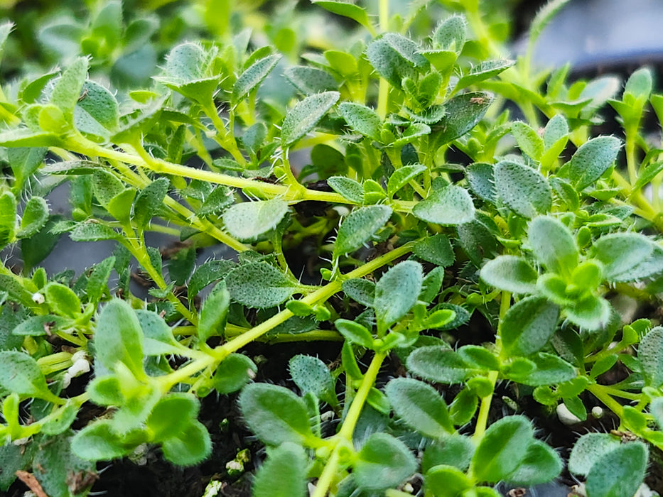 Snowdrift Thyme