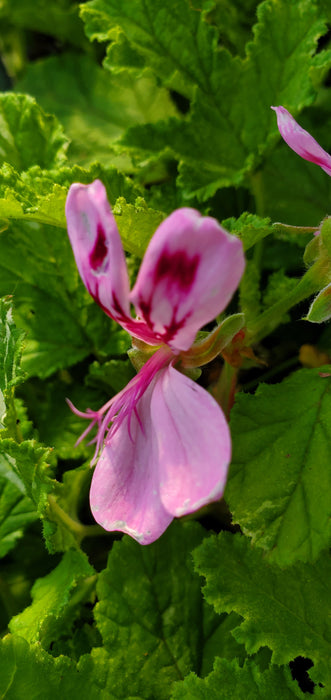 Dappled Oak Pelargonium