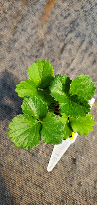 Summer Breeze Rose Strawberry Fragaria