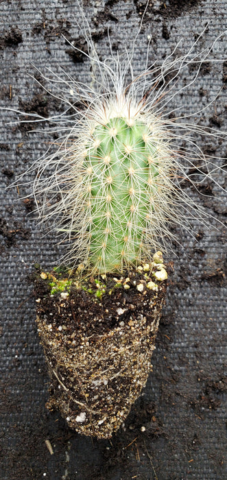 Echinocereus Delaetii Old Man Hedgehog Cactus plant
