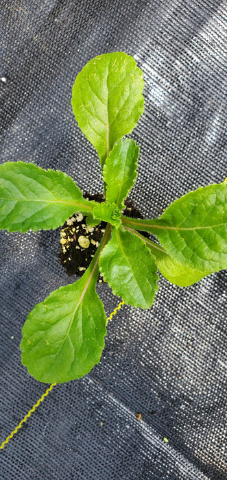 Champion II Rose Campanula medium