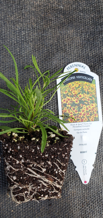 Sizzle and Spice Curry Up Coreopsis verticillata