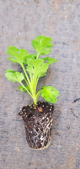 Gethsemane Moonlight Chrysanthemum