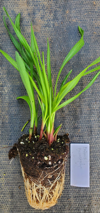 Prairie Blazing Star Liatris Pycnostachya