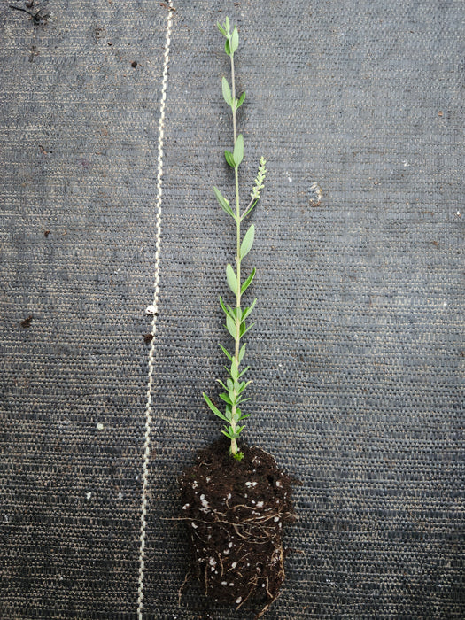 Aloysia Gratissima Beebrush