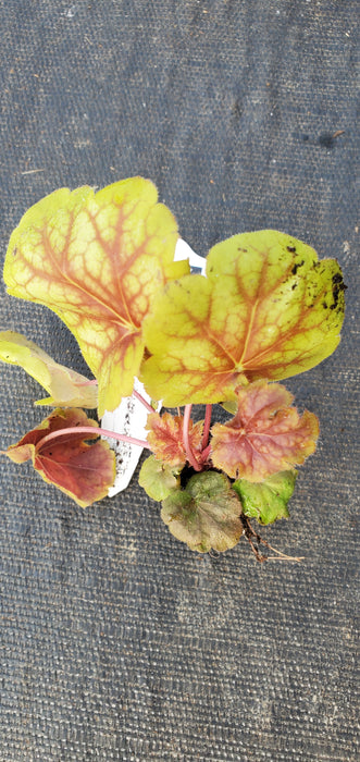 Heuchera Indian Summer Eternal Flame
