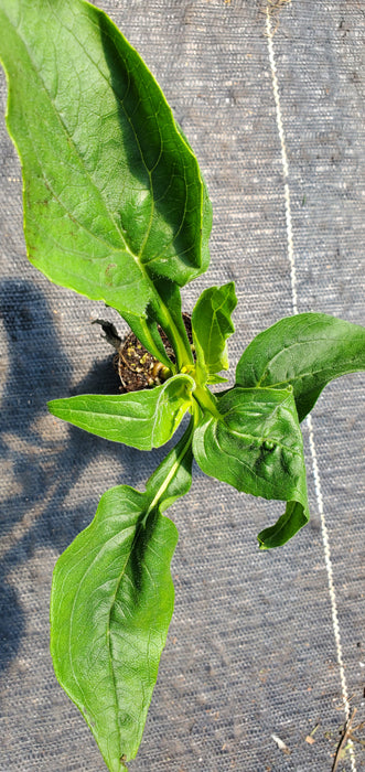 Sunseekers Apple Green Echinacea