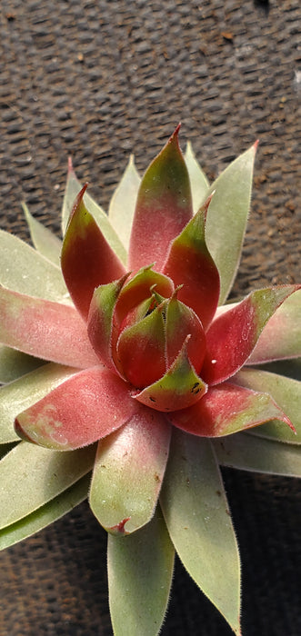 Sempervivum Supersemp Fire Quartz