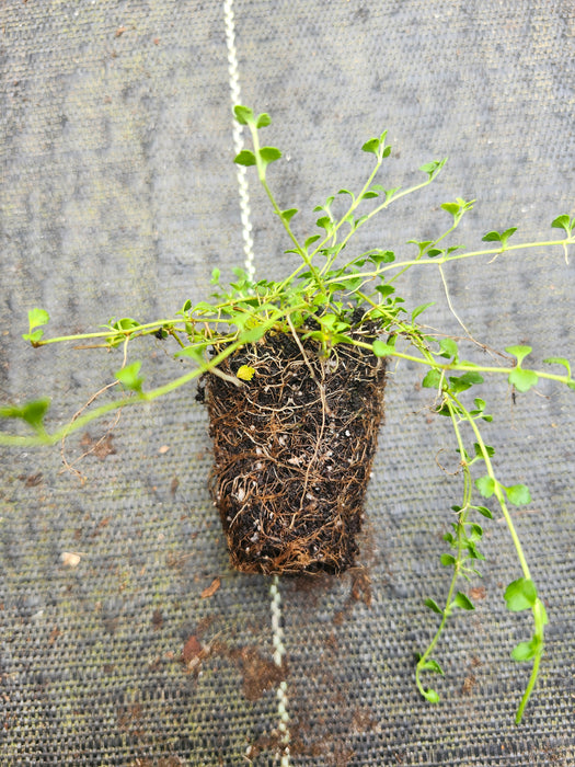 Thymeleaf Speedwell Veronica Altensis