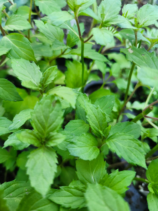 Swiss Ricola Mint