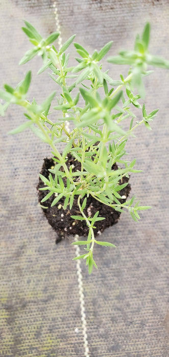 Moonlight Thyme Leucotrichus