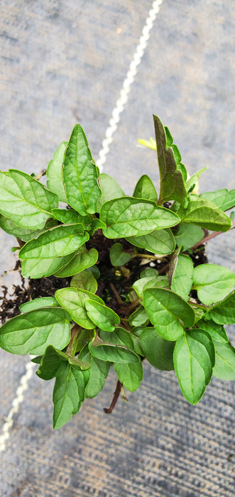 Official Skullcap Scuttelaria laterifolia