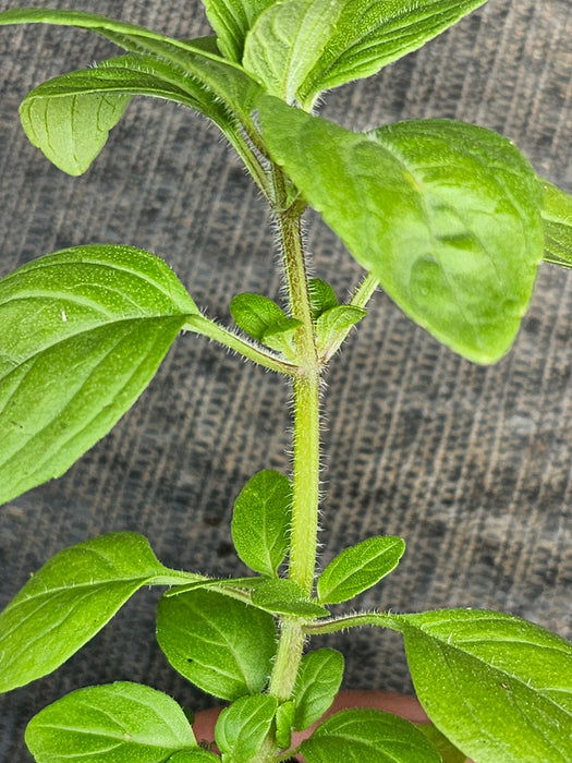 Basil Kilimancharo Kilimandscharicum