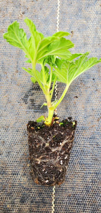 Clorinda Pelargonium