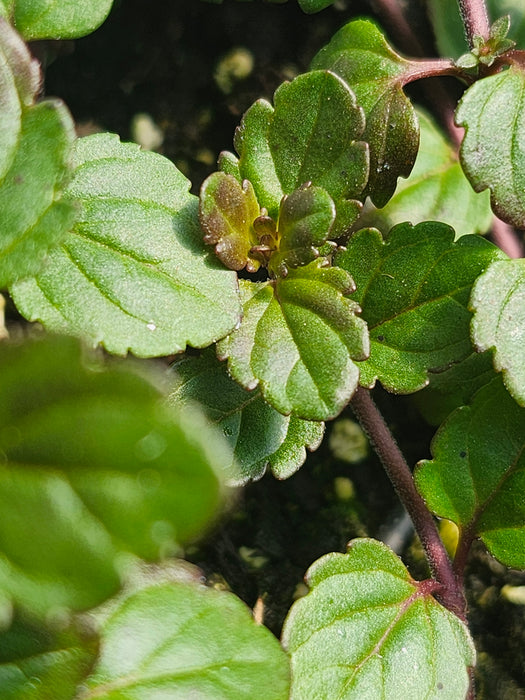 Veronica Peduncularis 'Waterperry Blue' Speedwell