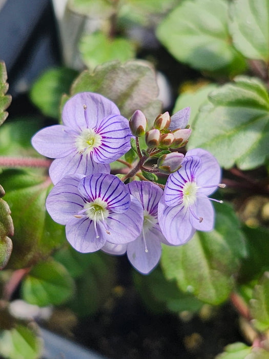 Veronica Peduncularis 'Waterperry Blue' Speedwell