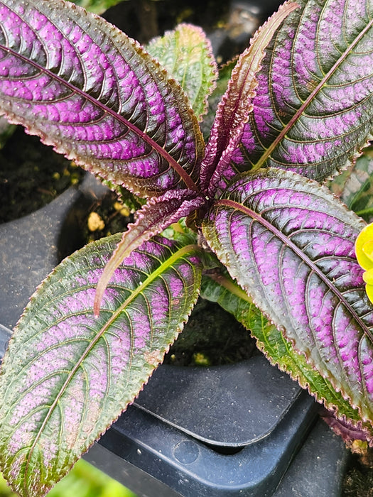 Persian Shield