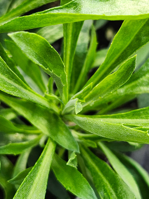 Erysimum Winter Orchid
