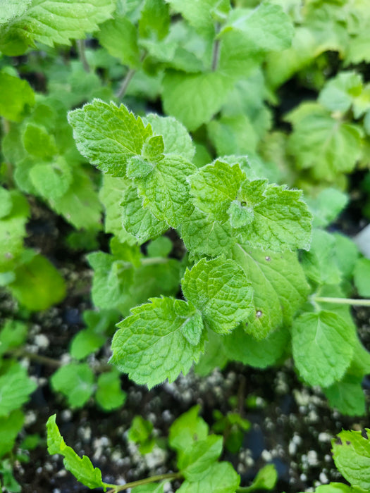 Wrigley's Spearmint