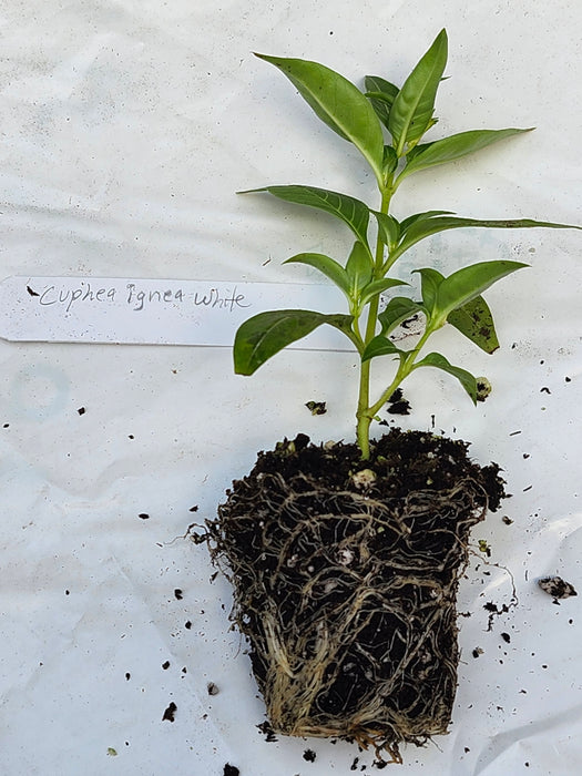 Cuphea Ignea White