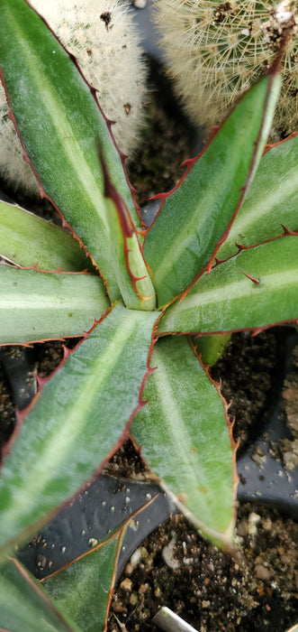 Agave Lophantha