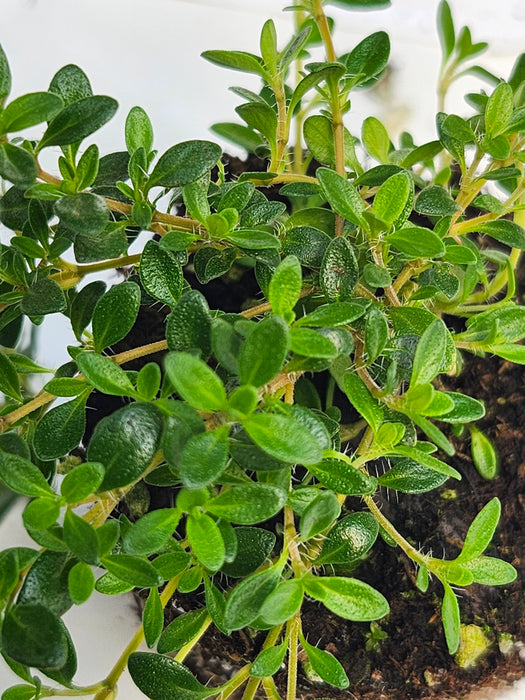 Reiters Thyme