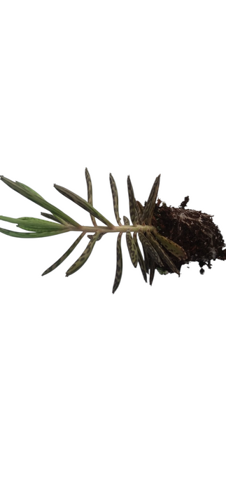 Kalanchoe Tubiflora starter succulent plant