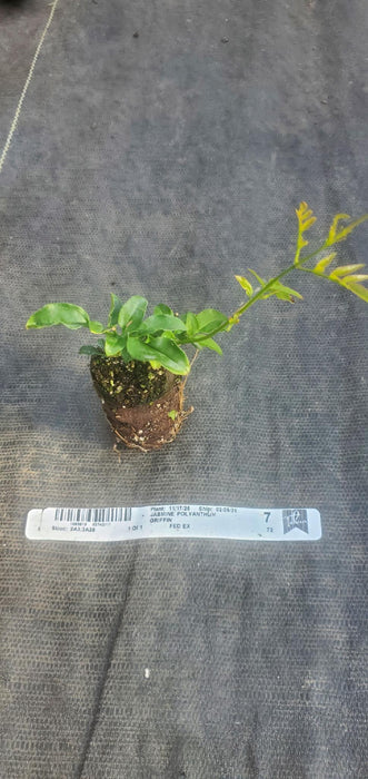 Jasmine polyanthum
