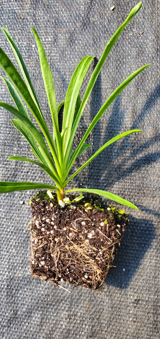 Rock Candy Coral Penstemon
