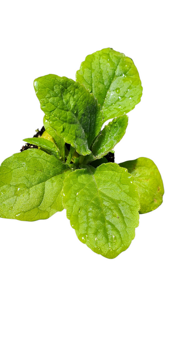 Digitalis Candy Mountain Peach Foxglove