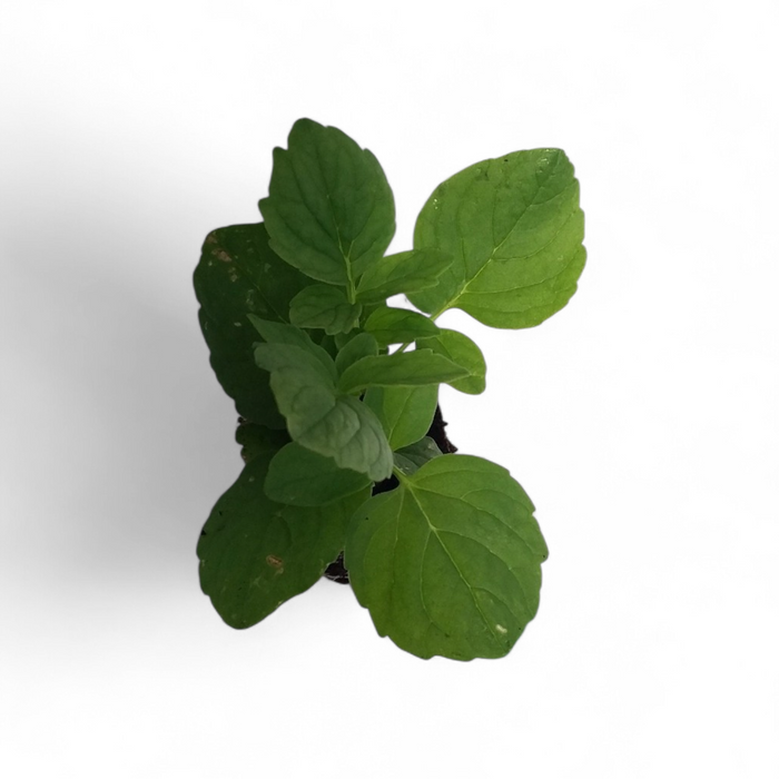 Valerian Valeriana Officinalis starter plant