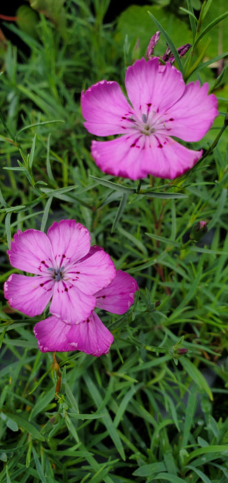 Dianthus Nardiformis