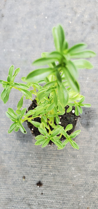 Purple Winter Savory