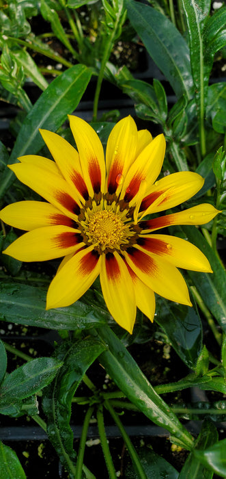 Gazania rigens Giant Yellow Red Striped