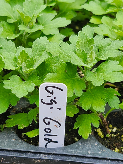 Gigi Gold Chrysanthemum