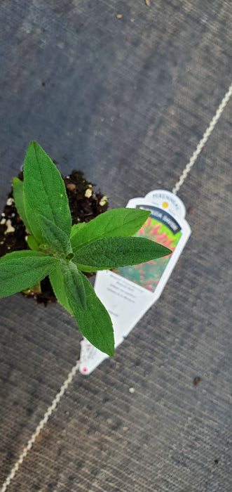 Monarch Prince Charming Butterfly Bush Buddleia Davidii