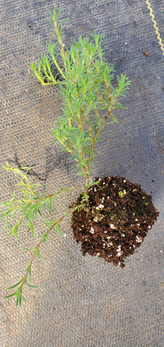 Thyme Neiceffii