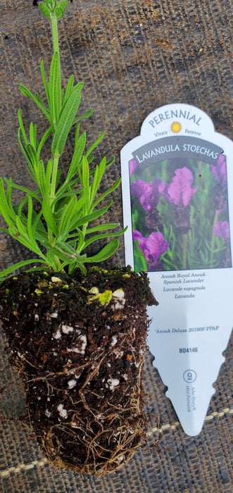 Royal Anouk Spanish Lavender