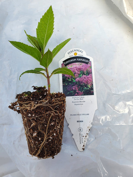 Eupatorium Euphoria Ruby Joe pye Weed