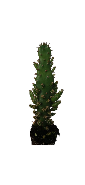 Opuntia Monacantha Starter