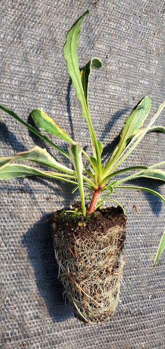 Gaura Silver Fountain