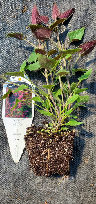 Summerlong Lilac Agastache Mexicana Anise Hyssop