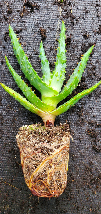 Aloe Spectabilis Mountain Aloe plant