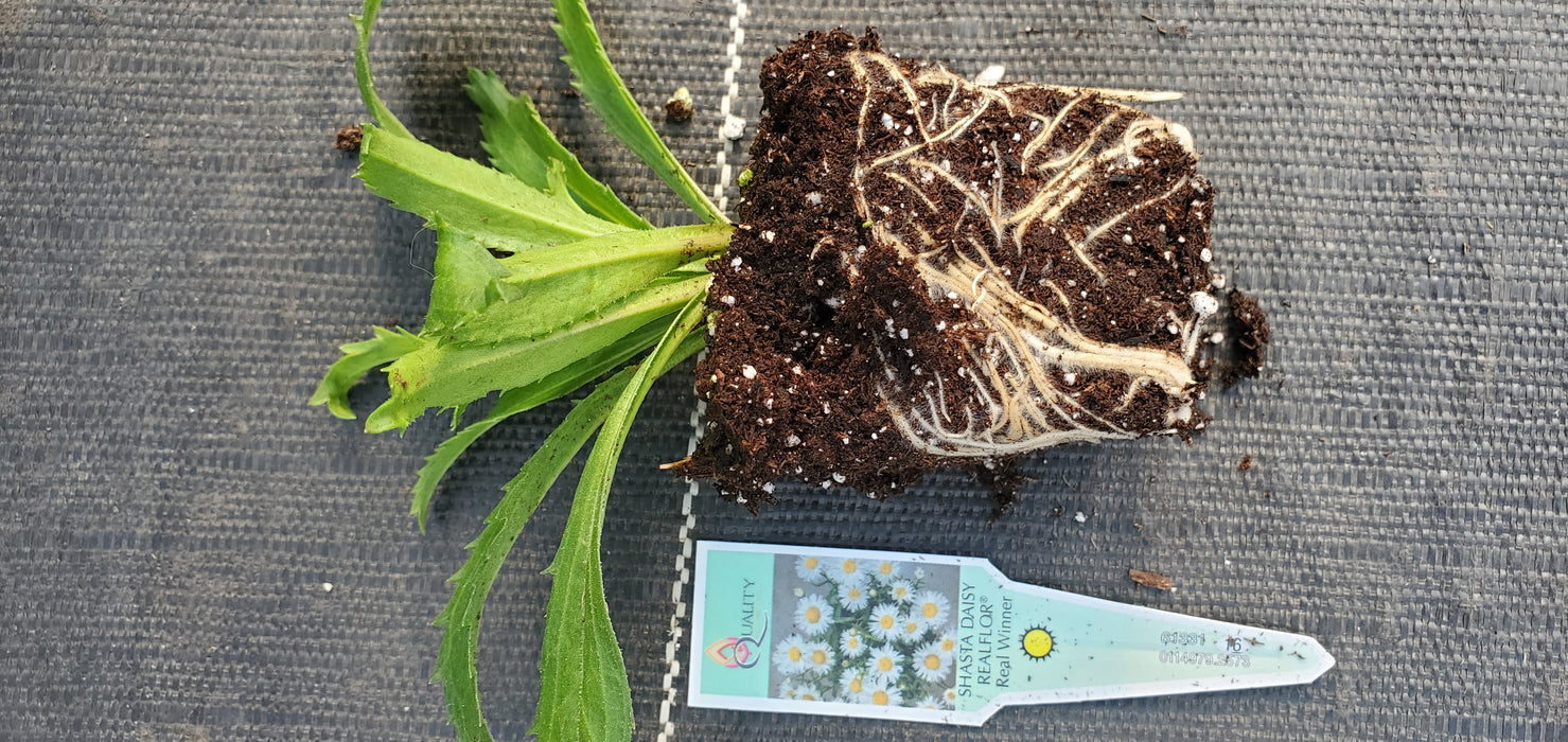 Realflor Real Winner Shasta Daisy Leucanthemum