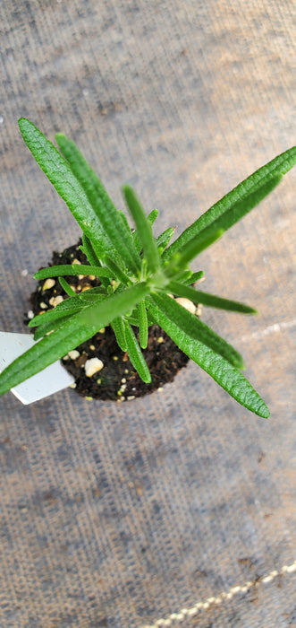 Rosemary Blue Lady