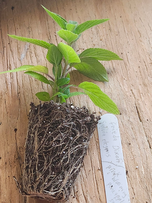 Frieda Dixon Salvia Elegans Pink Blooming Pineapple Sage