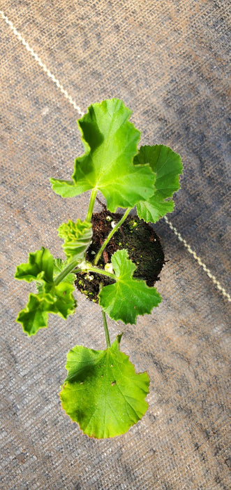 Ginger Geranium