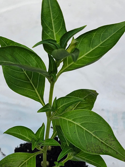 Cuphea Ignea White